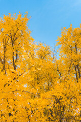 大きい木の綺麗ないちょうの葉