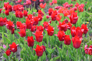 Fototapeta na wymiar Beautiful blooming red tulips in a park. Summer day in Vologda, Russia
