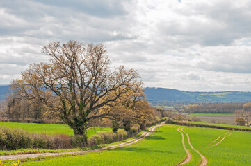 Springtime landscape in the UK