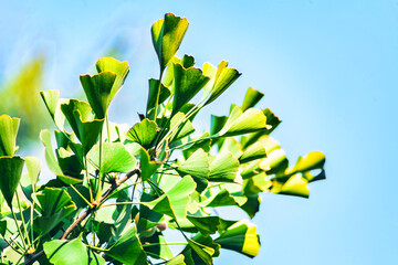 Gingko biloba tree leaf in sunny day with sunlight