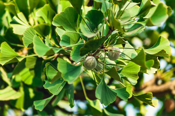 Gingko biloba tree leaf in sunny day with sunlight