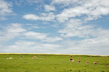 Springtime landscape in the UK