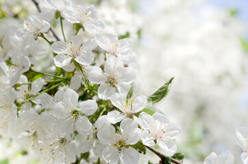 Cherry tree blossoms. White spring flowers close-up. Soft focus spring seasonal background. Vintage photo.
