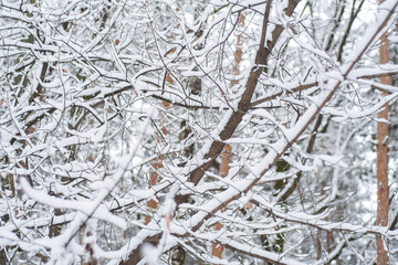 Snow-covered empty tree branches in the winter forest.