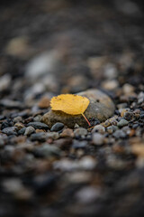 Yellow leaf on pebbles in Norway