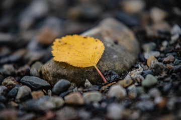 Yellow leaf on pebbles in Norway