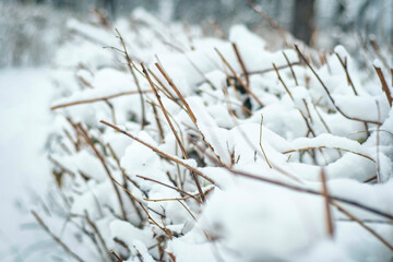 Snow-covered branches of pruned bushes in the park. Close-up of frozen summer plants in winter.