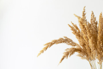 Dry reed on white background with copy space. Minimalism. Interior decoration. 