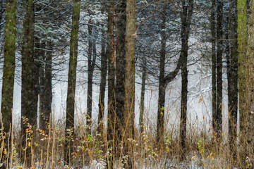 A dark grove with trees in early winter or late autumn. There is little snow on the ground in the thickets of trees in the forest.