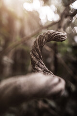 planta natureza árvore