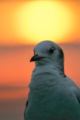 Black-legged Kittiwake (Rissa tridactyla) immature portrait in sunset, North Sea, Germany