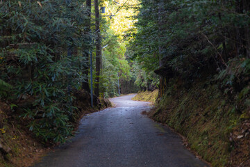 Fototapeta premium 森