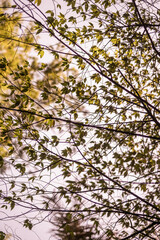 natureza flores arvore plantas