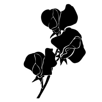 black sweet pea flowers on white background clip art preview