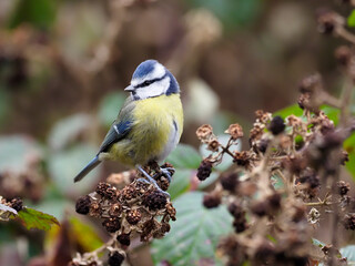 Blue tit, Cyanistes caeruleus