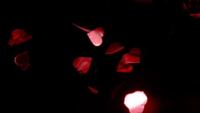 Red Rose Petals Fall on Black Background. Super Slow Motion Filmed on High Speed Cinema Camera.