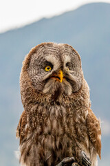 great owl