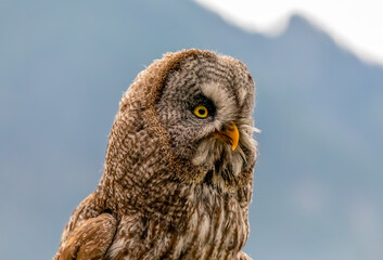 great owl