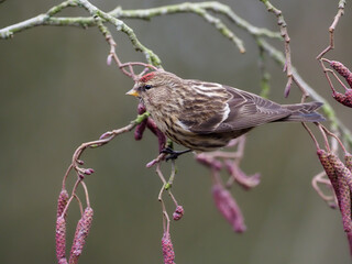 Lesser redpoll, Acanthis cabaret