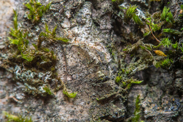 Green background with tree climacium moss in soft focus at high magnification. The beauty of nature and the environment. Insignificant details invisible to the naked eye.
