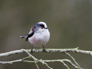 Long-tailed tit, Aegithalos caudatus