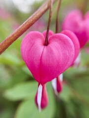 Flowering of the plant Dicentra formosa on a blurred background. This flower has another name - a...