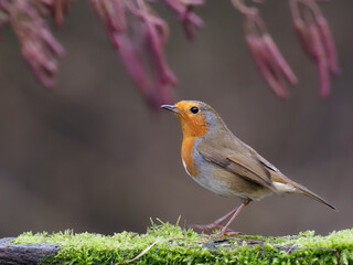 Robin, Erithacus rubecula