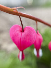 Flowering of the plant Dicentra formosa on a blurred background. This flower has another name - a...