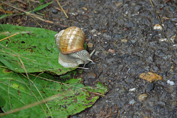 Gehäuseschnecke