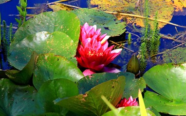 Arboretum Bolestraszyce © woodyd