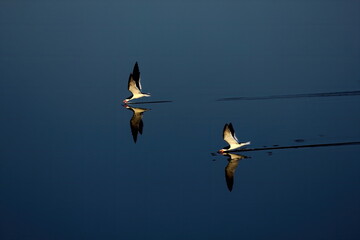 A pair of Black skimmers skimming calm water with reflection. Rynchops niger.