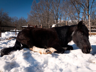 Side view of pony resting on top of the snow.