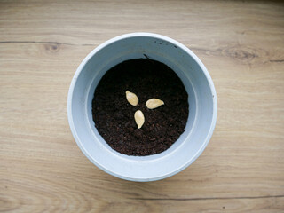 Seed on the bowl