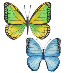Watercolor illustration, butterflies, set of drawings, isolate on a white background
