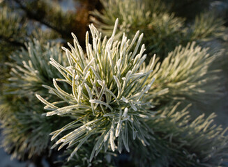 hoarfrost pine branch