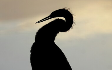 Anhinga in silhouette against a brownish/gray background. Anhinga anhinga.