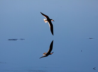Black skimmer banking a turn with reflection on the calm water. Rynchops niger. - obrazy, fototapety, plakaty