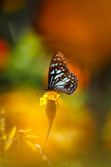 Blue tiger butterfly on a pink zinnia flower with dark green background	

