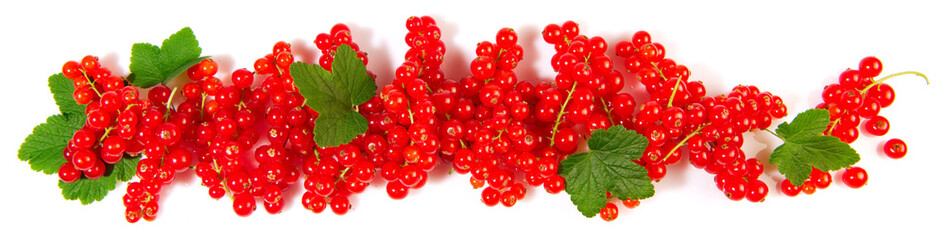 Red Currants Panorama with Leaves isolated on white Background