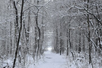 snow covered trees © Agnieszka