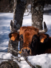 Vertical view of Red cow behind a stone fence in winter.