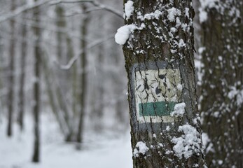 Road in the forest