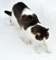 cat on snow © Agnieszka