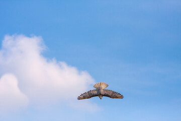 Peregrine Falcon dive flight
