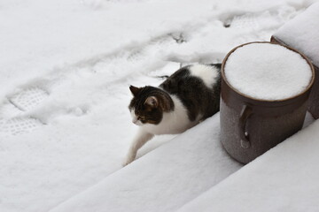 Cat in the snow © Agnieszka