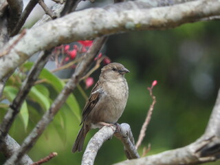 red backed shrike