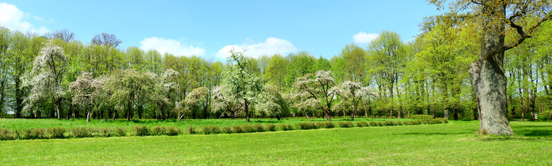 Fototapeta na wymiar Obstbäume im Frühling - Obstblüte Panorama