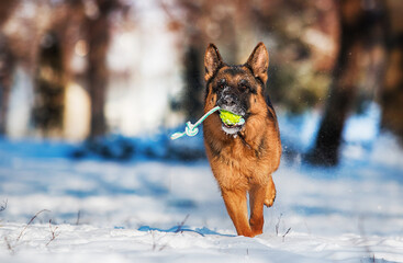 dog shepherd playing with a toy in the snow in winter