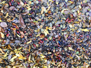 background of rocks and leaves