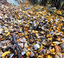 fallen autumn leaves